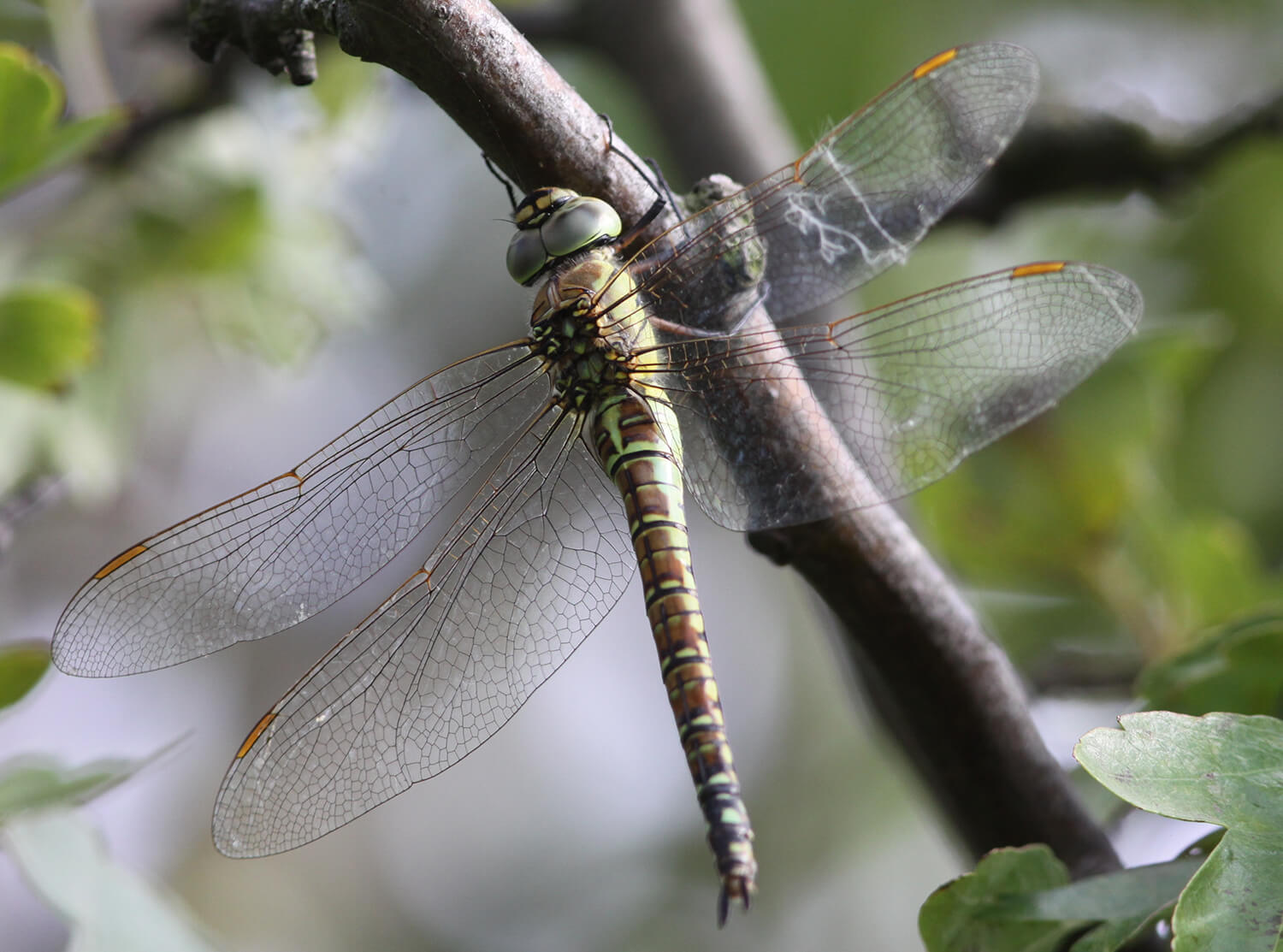 Female Aeshna affinis by Damian Pinguey